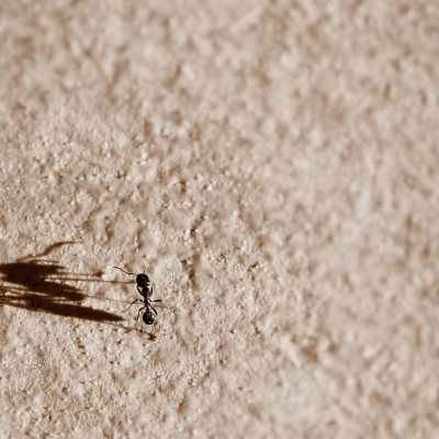 Diàleg 60a EE: COMPROMÍS I ESFORÇ