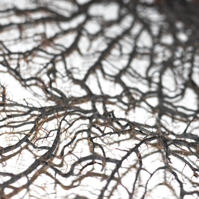 Consciència crítica radical