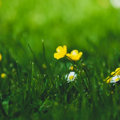 Que la propera primavera floreixi de debò: la situació emocional de la comunitat escolar